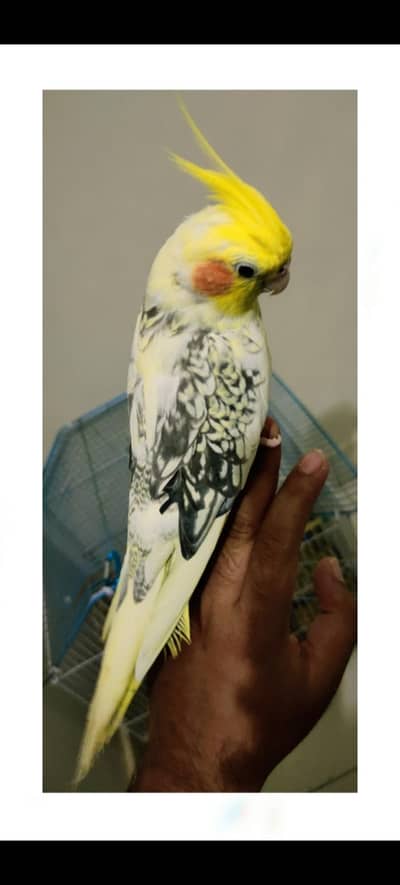 Jumbo Cockatail Breeder Pair Parrot Whistling Sound.