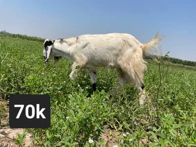 Qurbani kelye Bakry