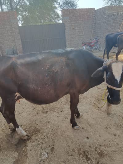 Freezen cow پانچ ماہ کی سوئی
