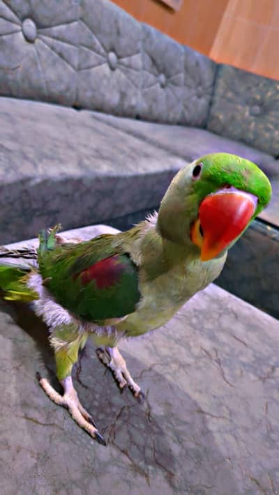 RAW PARROT FEMALE