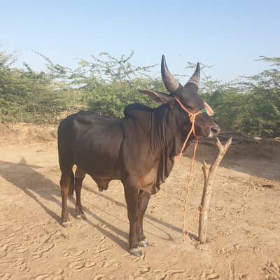 Cow 2 Danth janwaar Qurbani