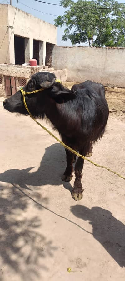 Qurbani Kataa