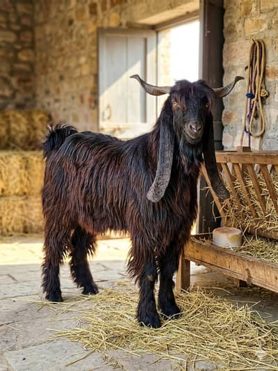 Qurbani Bakra Daira Din Panah Goat Breed Breed