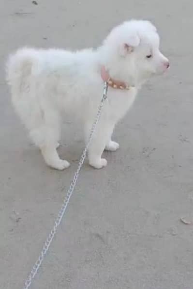 Russian puppy for sale