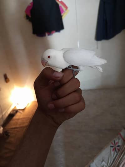 lovebird hand tame for sale in lahore