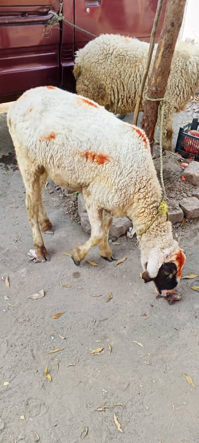 Qurbani Goat