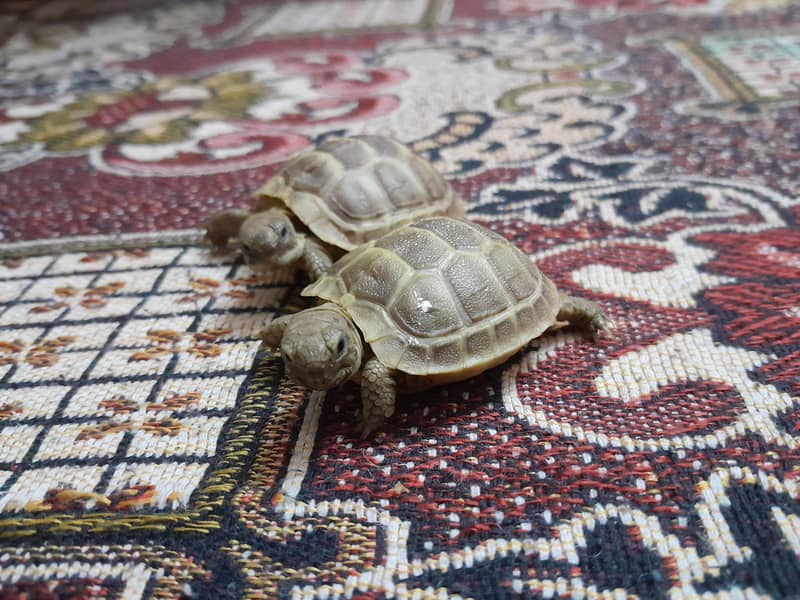 Russian tortoise 0