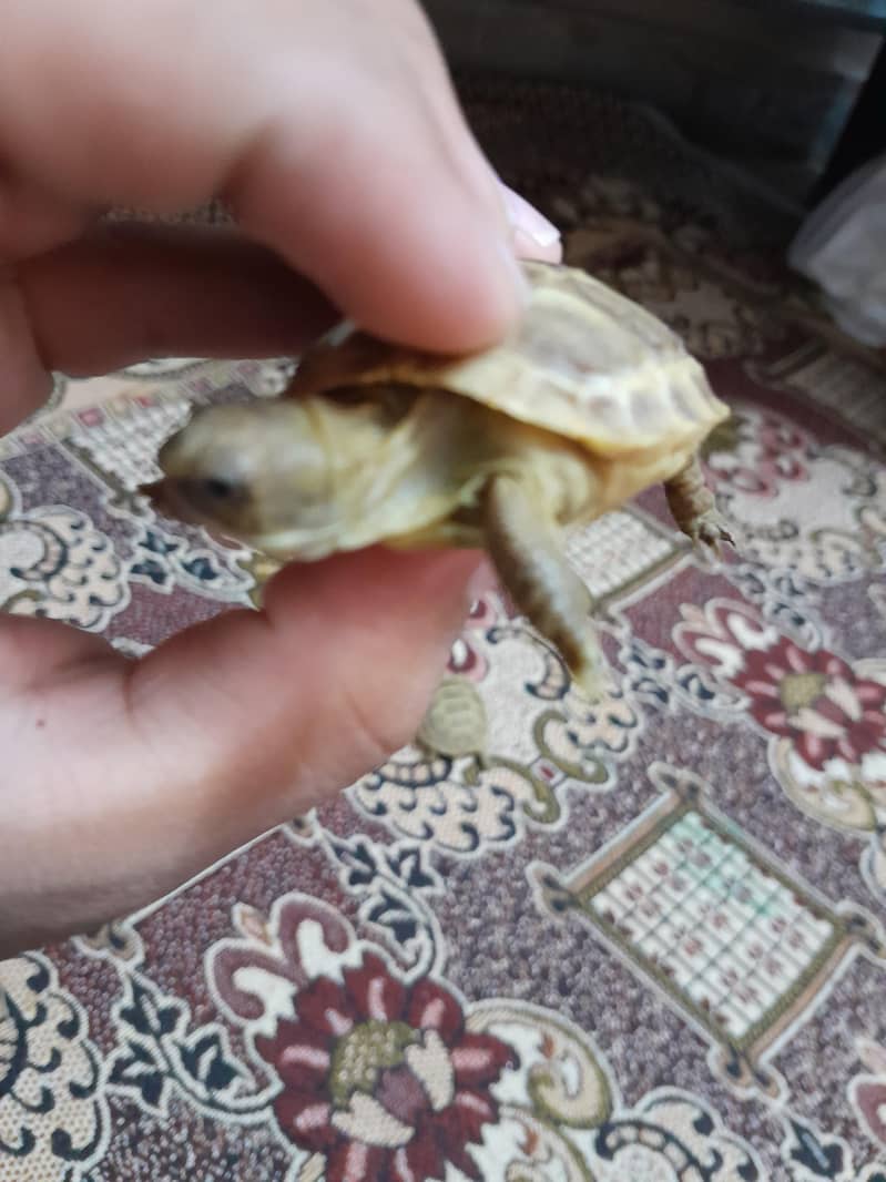Russian tortoise 1