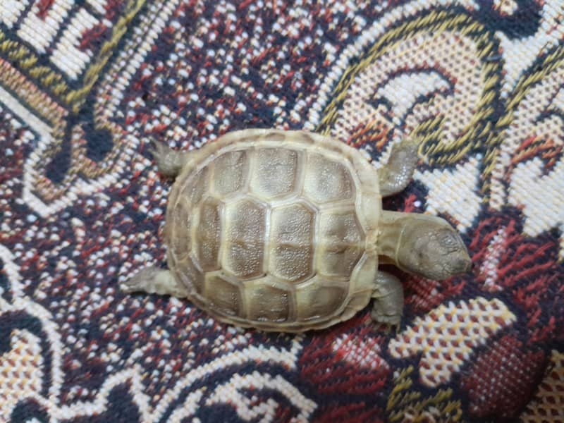 Russian tortoise 2
