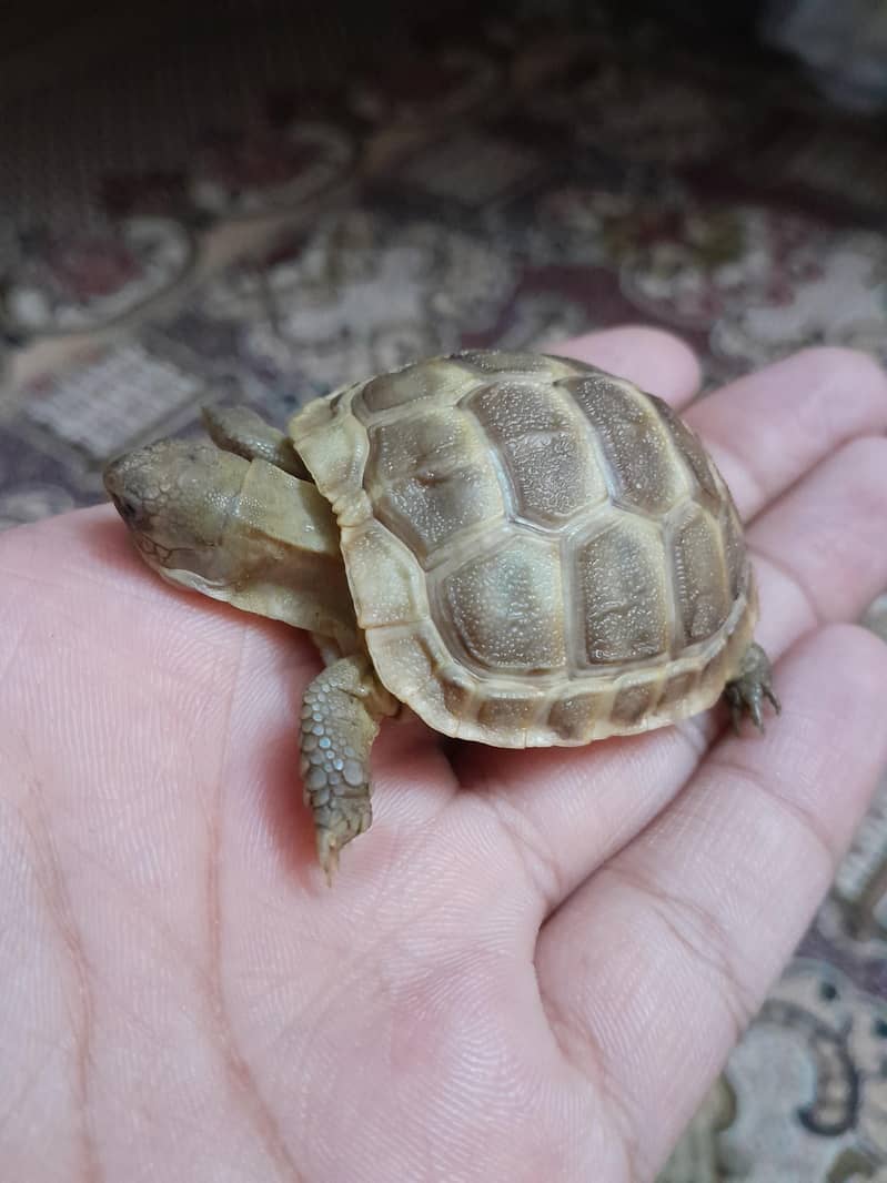 Russian tortoise 3