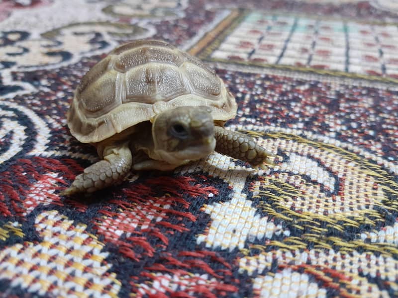 Russian tortoise 4