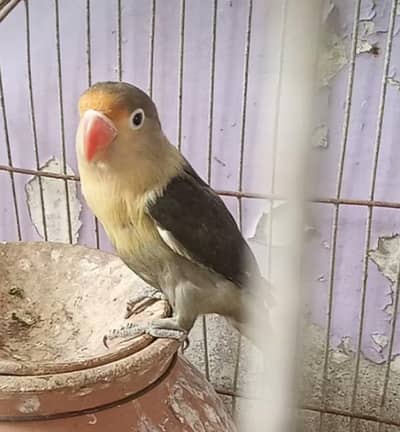 parblu female Love bird