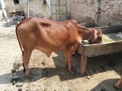 sahiwal ki nasl. jarsi ka cros