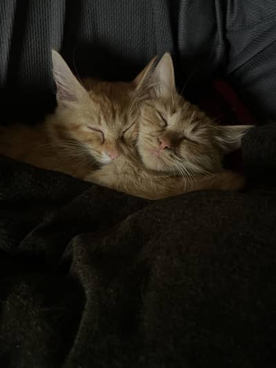 Semi Persian cats up for adoption