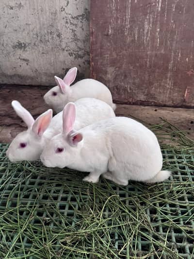 Newziland white bunny's available