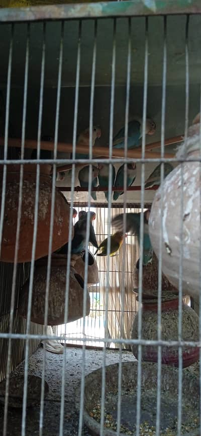 BLUE FISCHER PARROTS