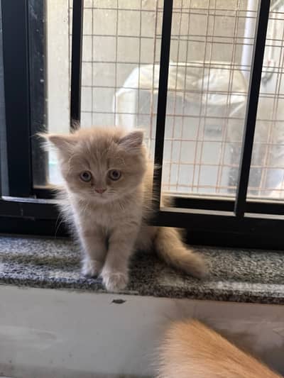 Persian kitten /ragdoll face kitten