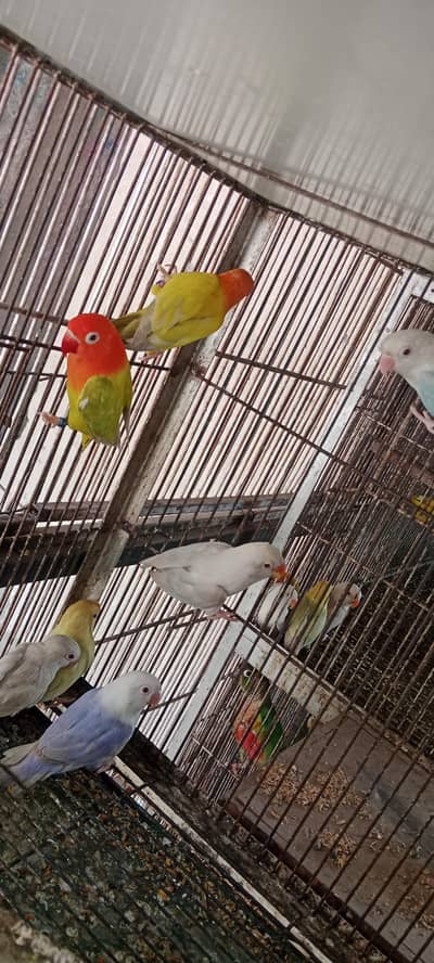 Love birds Rate is one Piece 1000 pail failo