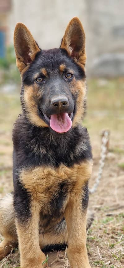 German shepherd dog stock coat
