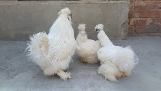 High Quality Silkie Breeders | Soft Feather Rare Fancy Chicken