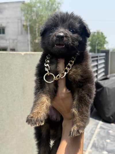 German Shepherd Puppies | GSD Long coat