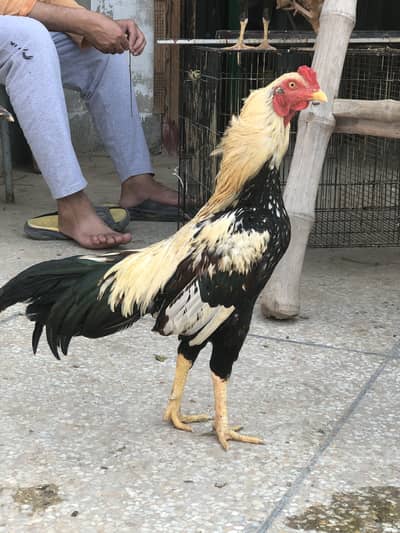 Aseel Jawa male