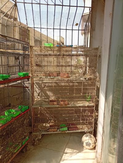 cages available