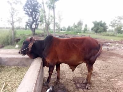 sahiwal gora bulls