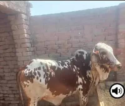 qurbani ka bachra