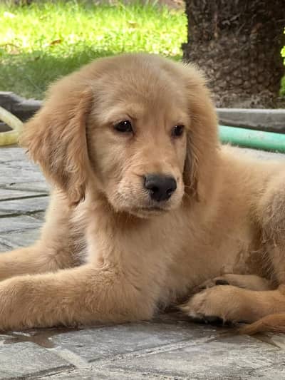 Golden Retriever  Male/Female