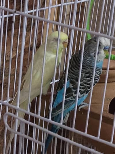 astilian parriots male female pair female ny Andy be dia hua hai