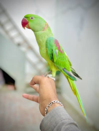 Raw talking parrot Male