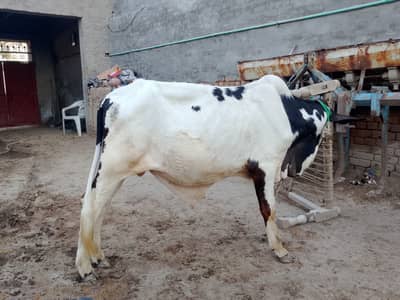 Mashallah gulabi bull for sale