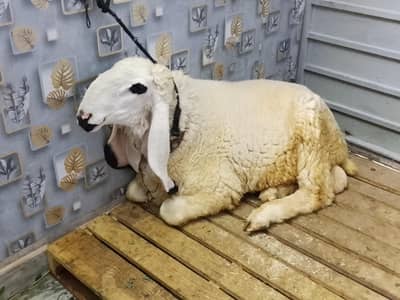 Bakra for sale 2 dant ha