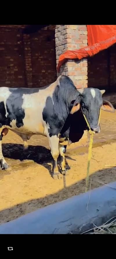 Desi Bachra | bull | Vacha | 2 Dant | Qurbani 2026 | wacha For sale