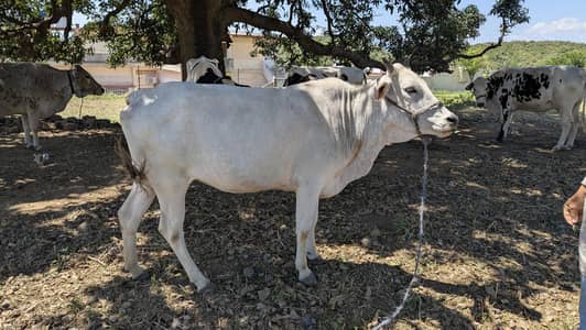 Barhii for qurbani