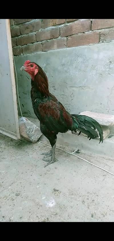 burmi+vait cross patha 4sale