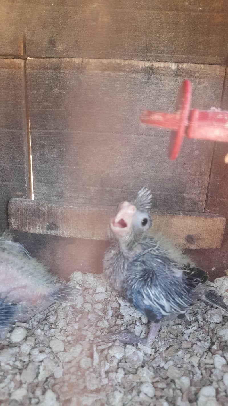 Cocktails parrots babies urgent sale 0
