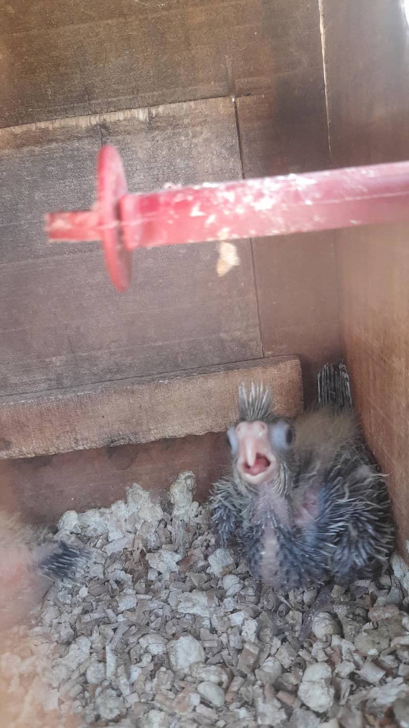 Cocktails parrots babies urgent sale 1
