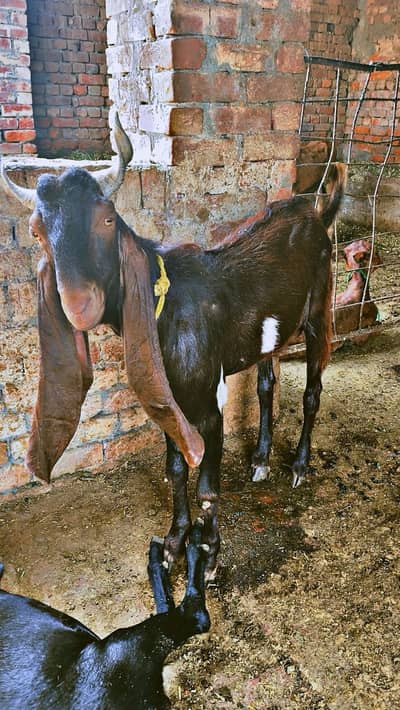 Sindhi Bakra | Ghar ka pala howa | Goat | 2 Dant | Qurbani 2026
