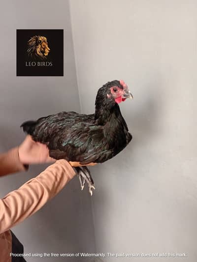 heritage australorp | king size australorp | call 03274087584