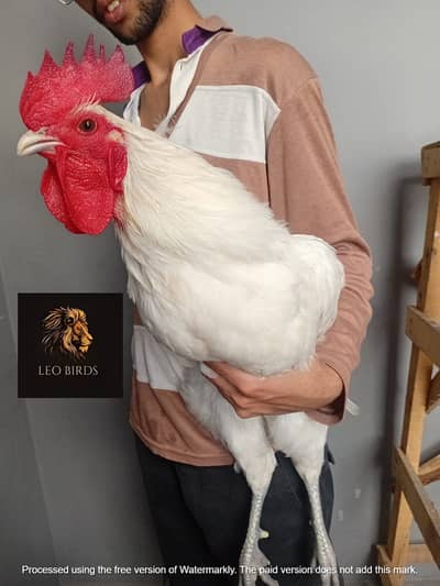 heritage australorp | king size australorp | call 03274087584