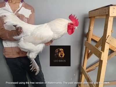 heritage australorp | king size australorp | call 03274087584