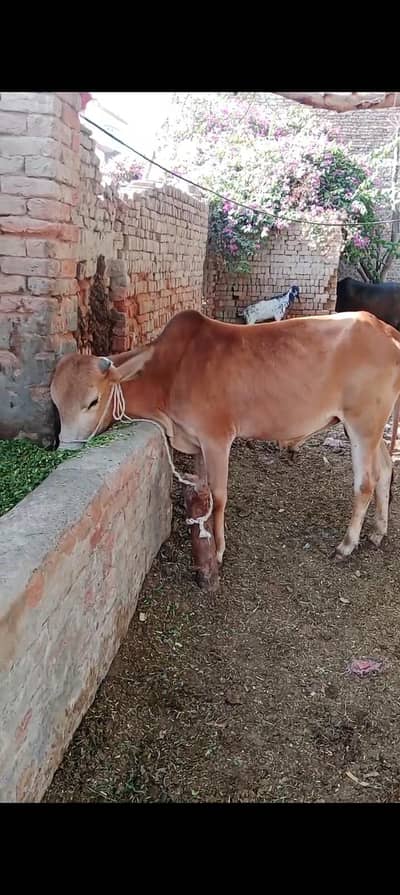 rakho janwar