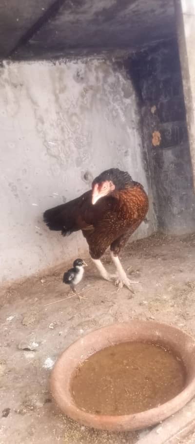 Aseel Hen