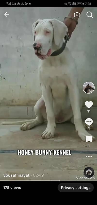 white Great Dane female