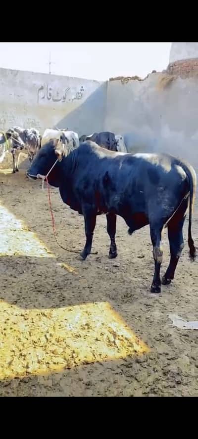 Sahiwal bachra | Bull | Wacha | Qurbani 2026 | ghar ka pala howa