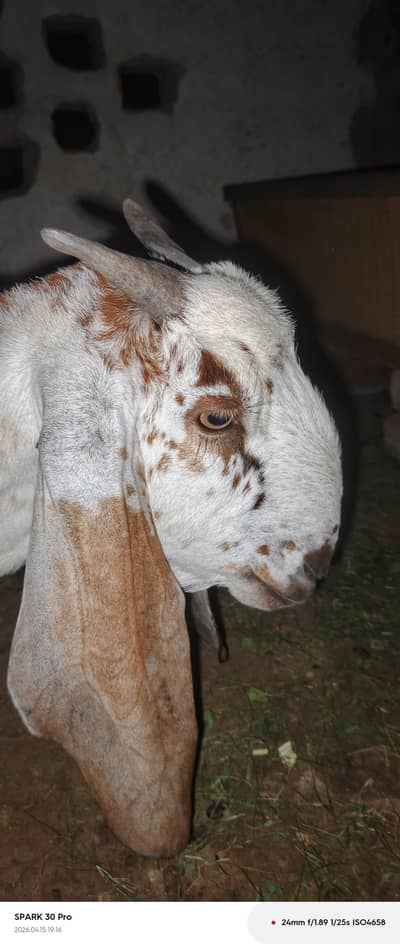 bakri or sath mey 2 female