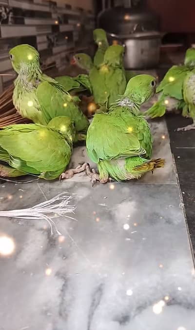 Green birds baby