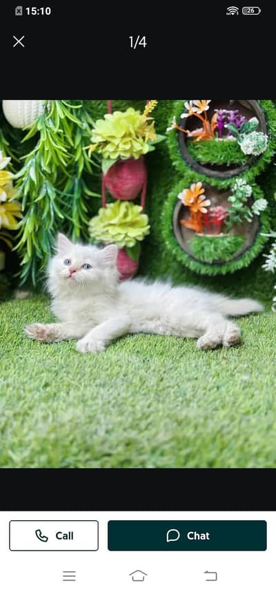 person cat food for sale male or my WhatsApp number 03214390746